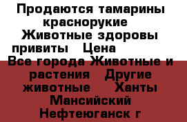 Продаются тамарины краснорукие . Животные здоровы привиты › Цена ­ 85 000 - Все города Животные и растения » Другие животные   . Ханты-Мансийский,Нефтеюганск г.